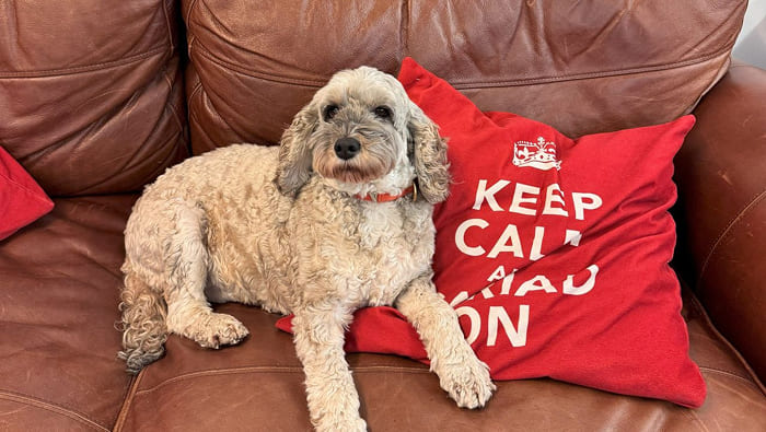 zosia-on-sofa